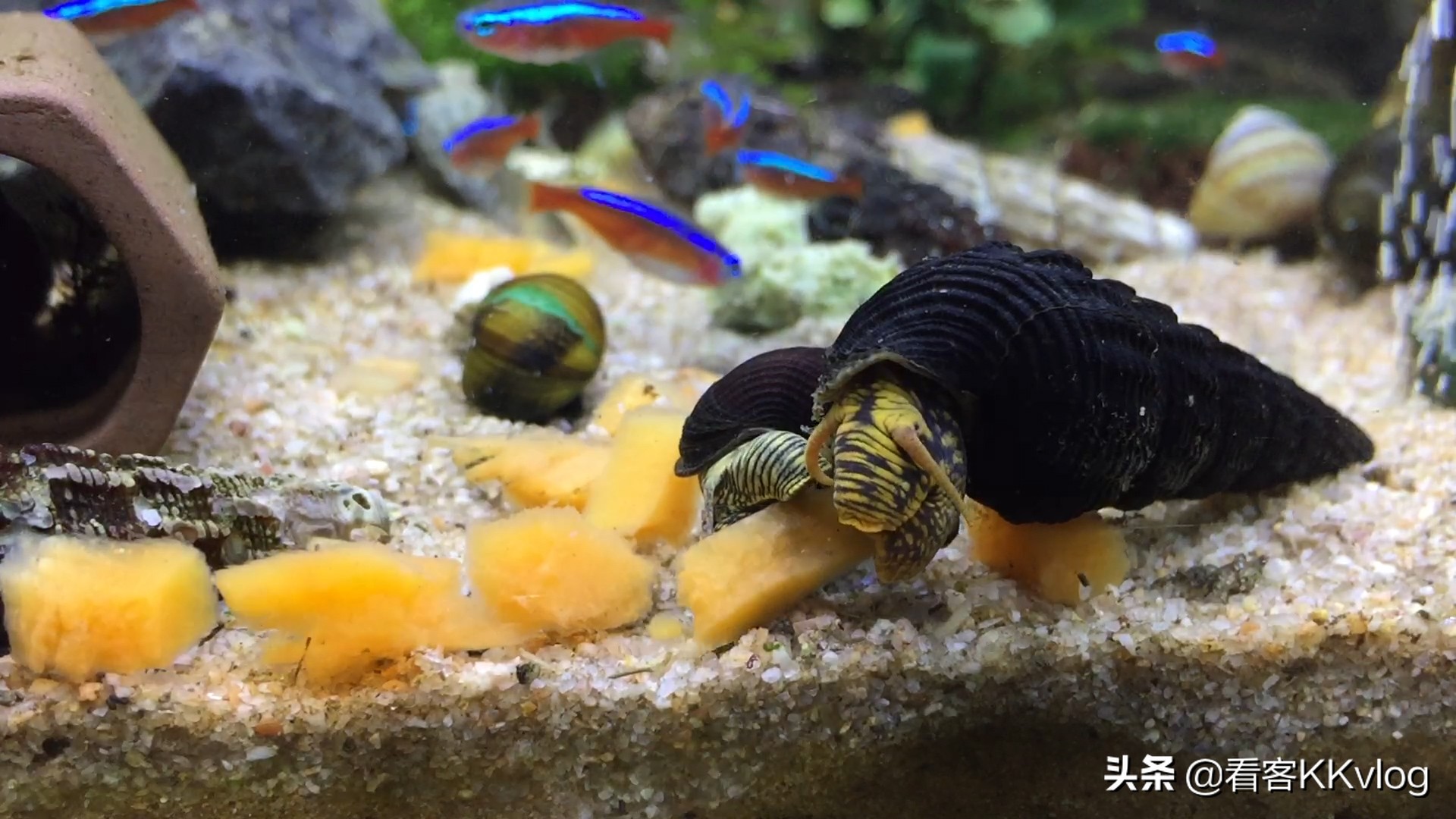 缸壁除藻能力最强的螺排名,哪种螺除藻效果好不乱繁殖