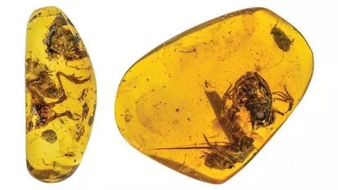 科学家找到的残缺的恐龙化石,灭绝物种缅甸琥珀