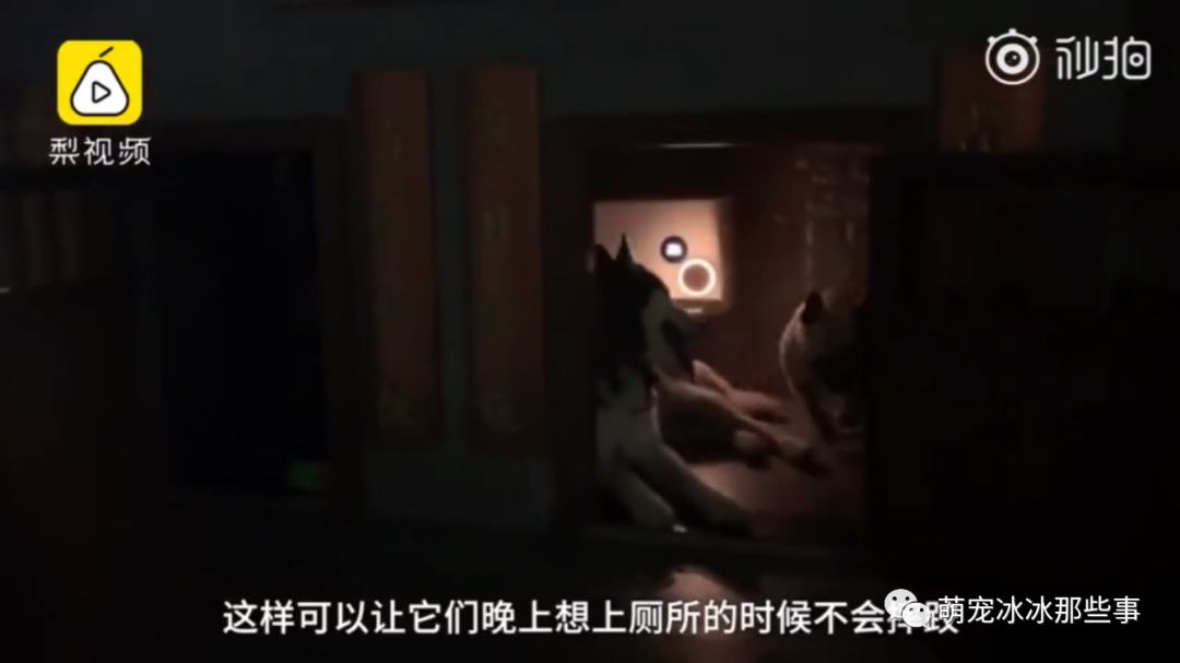 主人花30万打造的豪华狗窝,全网最土豪狗窝