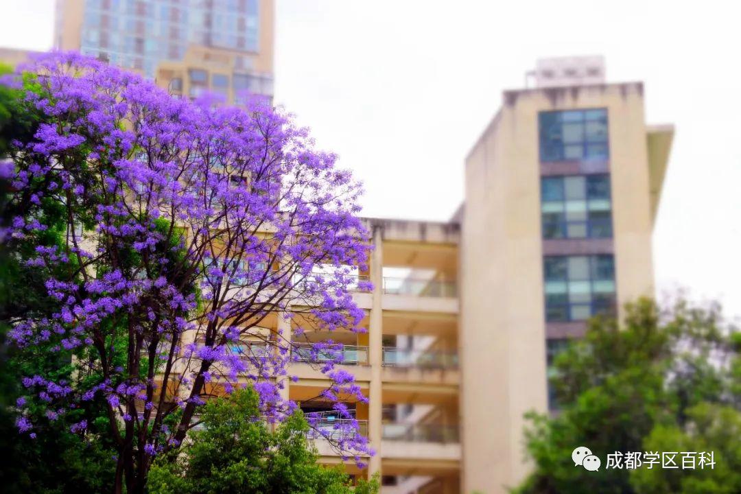 成都四七九小联中,成都四七九中简介