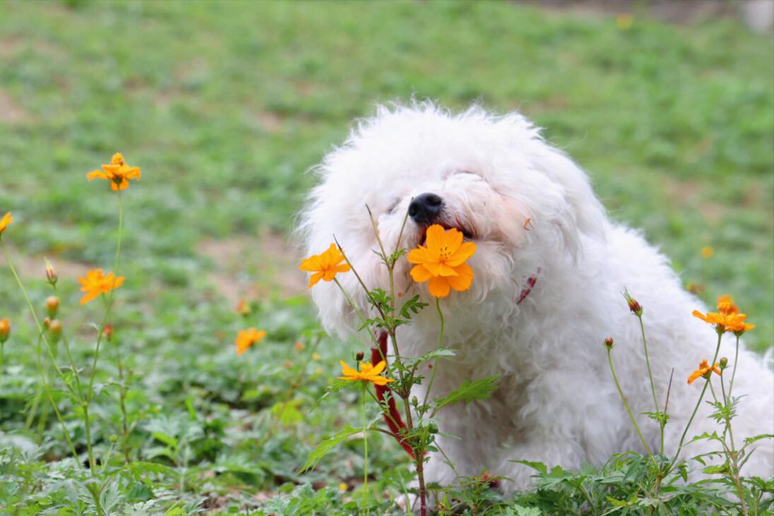 比熊知识大盘点,怎么知道比熊犬要大小便呢