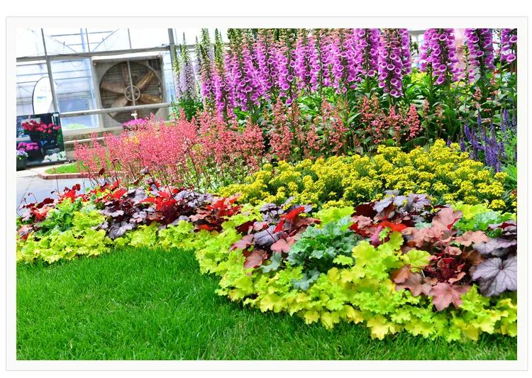 最好看的草花照片,各种草花图