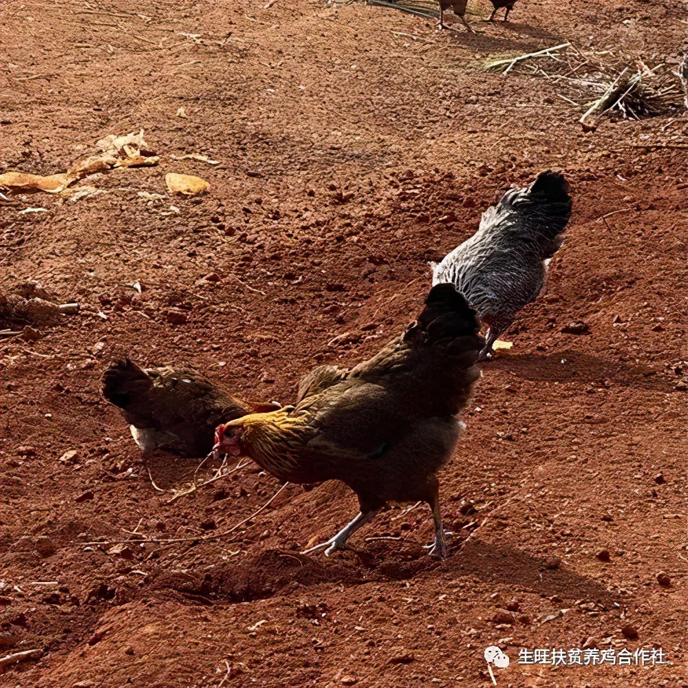 散养土鸡多少天可以出栏,怎么知道什么是土鸡