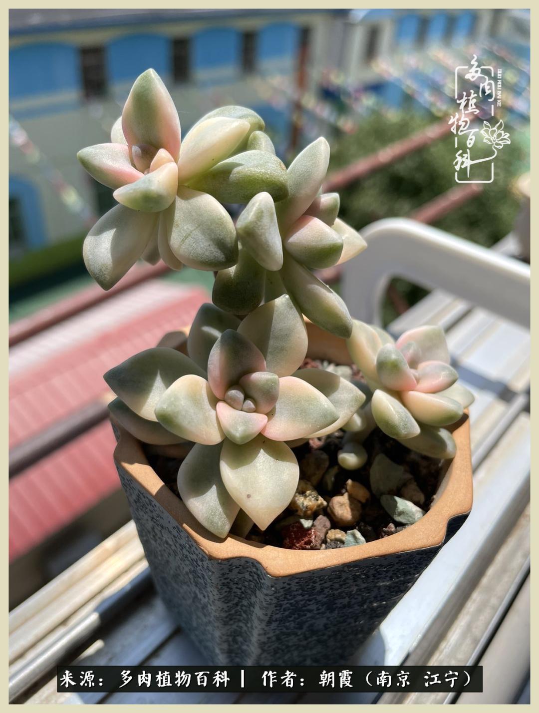 多肉最美的飘枝品种,多肉最美老桩