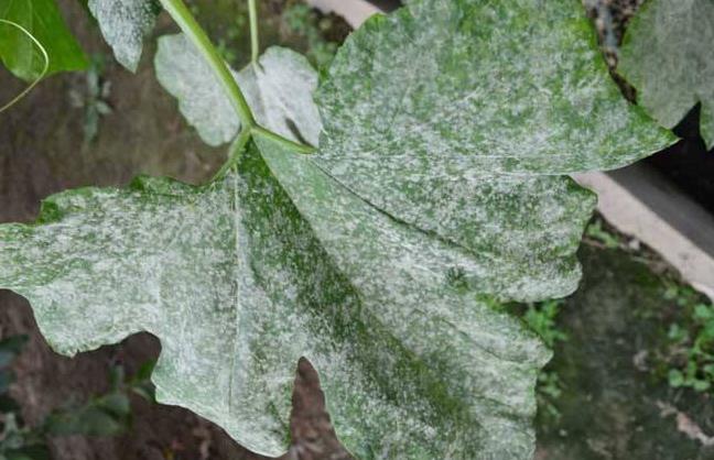 南瓜白粉病最快解决方法,南瓜白粉病最快的治疗方法