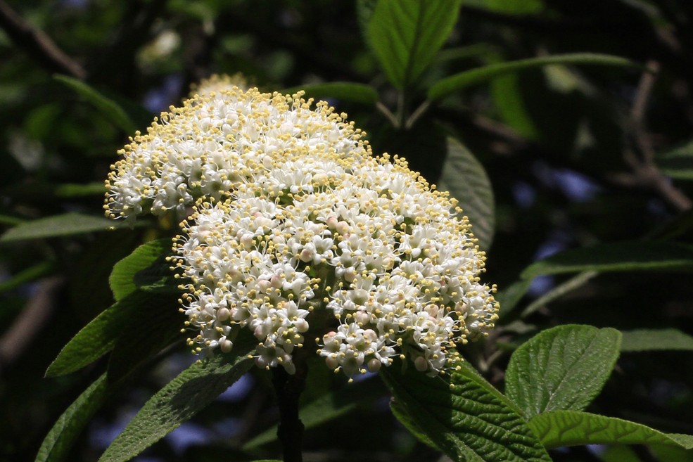 20种常见花草黑名单,40种常见花草