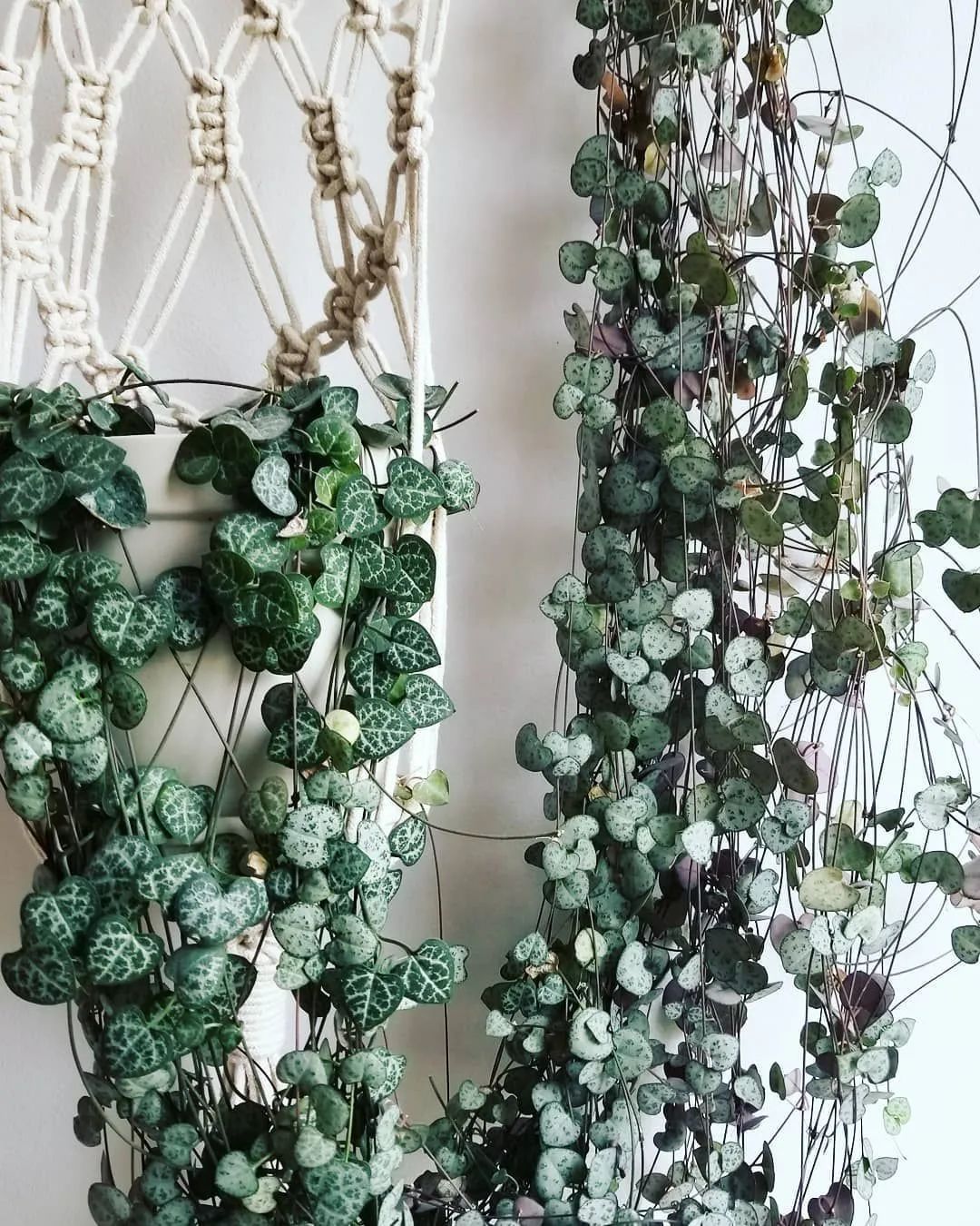 不需要晒太阳的小型多肉植物,多肉植物散射光