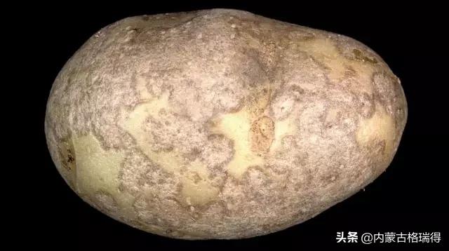马铃薯豆角病害图谱,马铃薯病害图谱大全