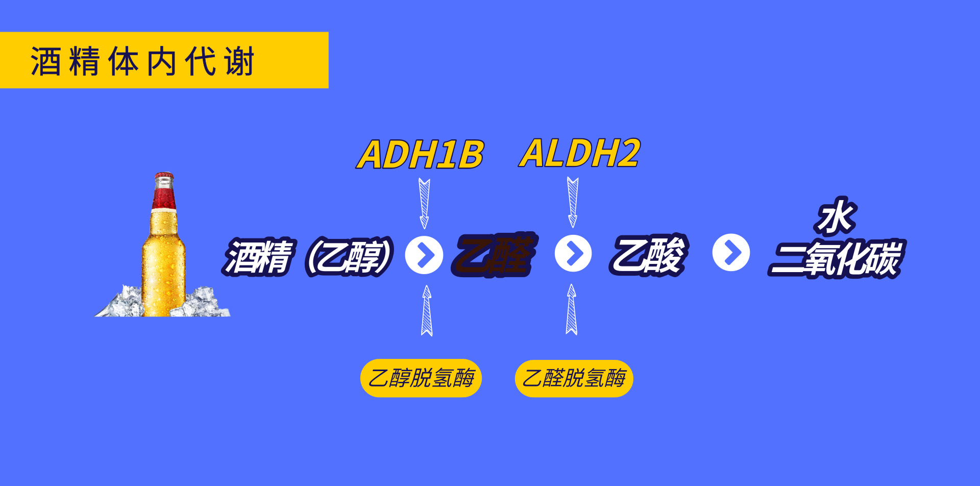 真正快速有效的解酒药,喝酒解酒药排行榜前十名