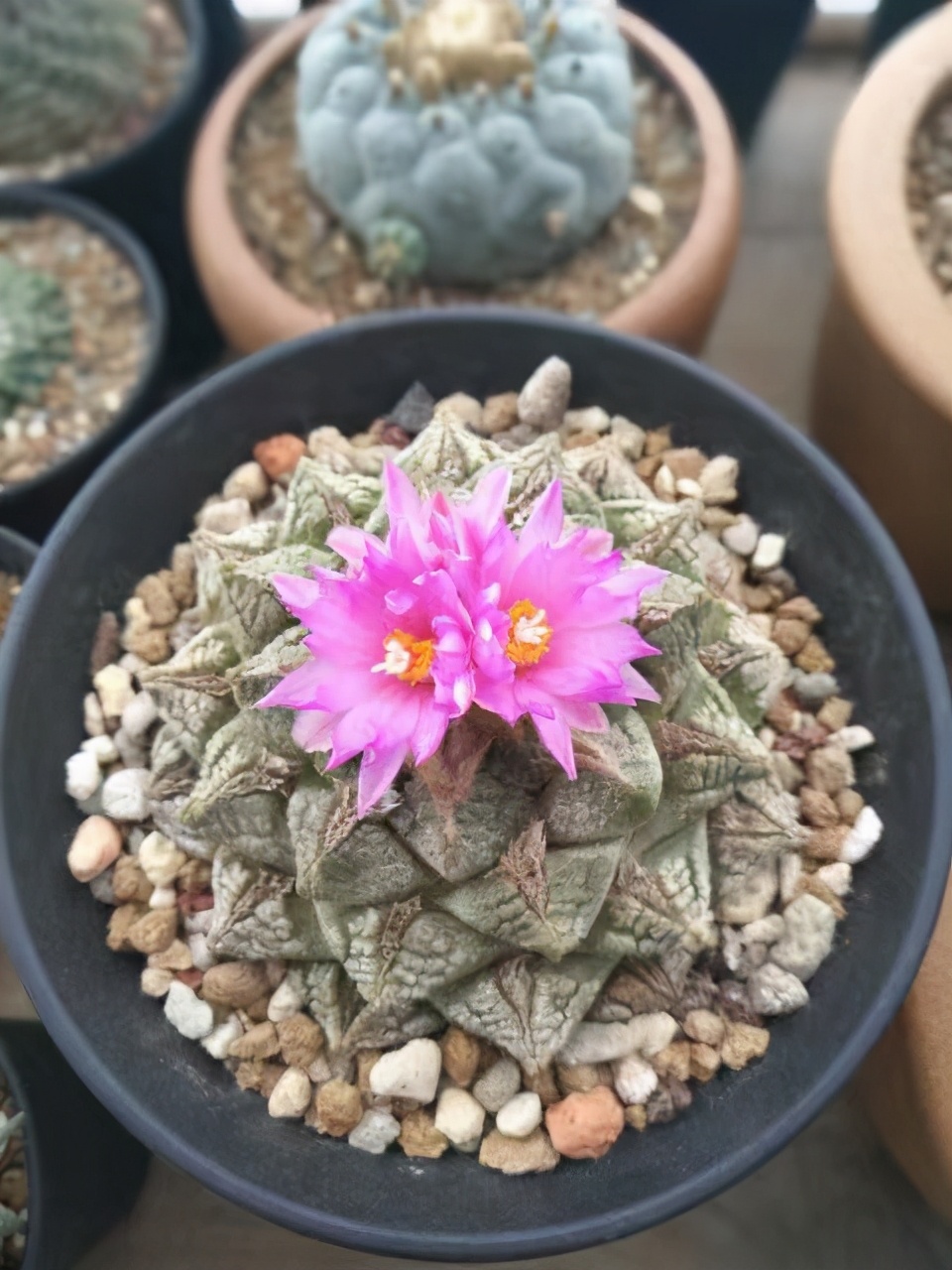 仙人掌要怎么养才能结果,仙人掌怎样才长叶子