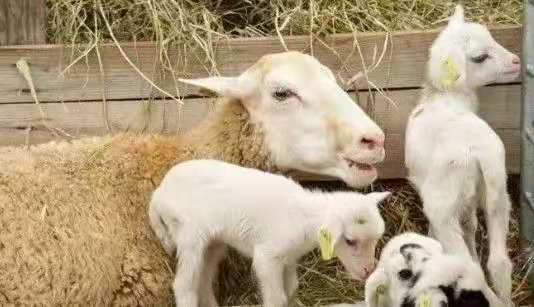 肺丝虫引起的羊咳嗽怎么治,羊喘气有呼噜声咳嗽怎么治