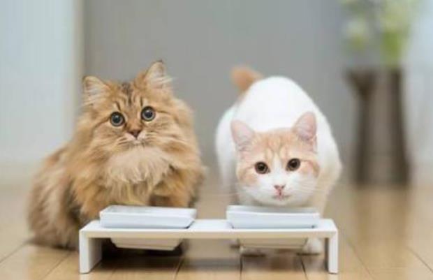 猫咪长黑头是什么原因,普通猫咪有黑头吗