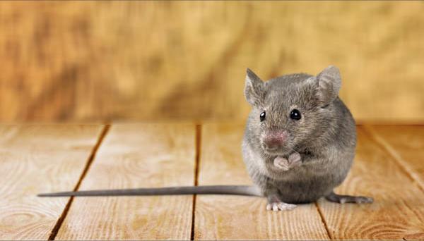 特斯拉线圈制作教程,特斯拉线圈