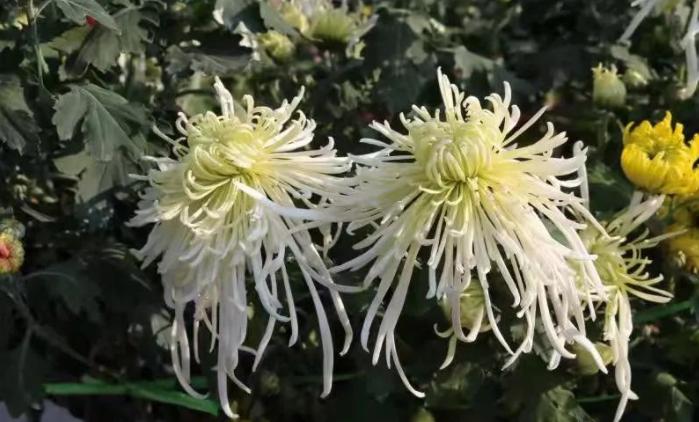 赏菊花美丽的风景无处不在,绚丽多彩的菊花千姿百态