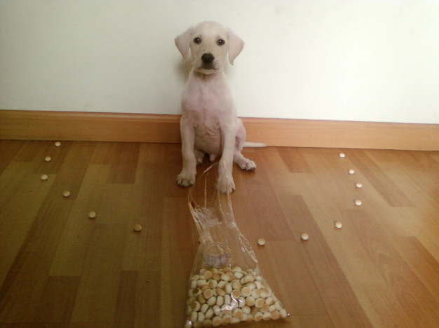 狗狗乱闻人怎么办,不让狗狗乱嗅怎么训练