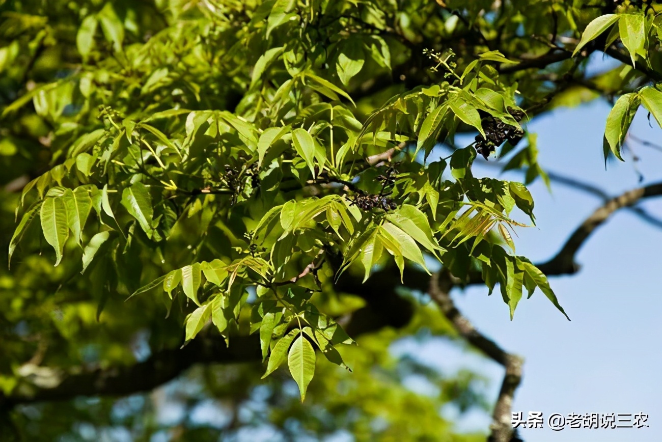 号称“植物青霉素”,可用来制作枪托,难怪元柏8000元/方呢