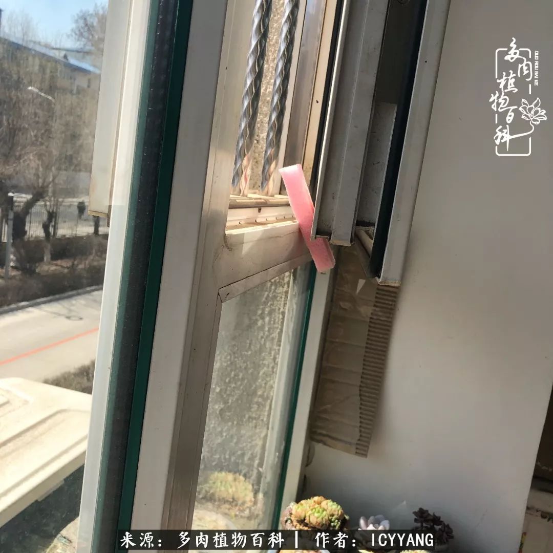 室内阳台多肉的养护方法,景天多肉养护