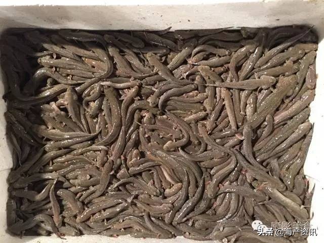 世界公认十大海鲜,全球顶级海鲜食材大赏