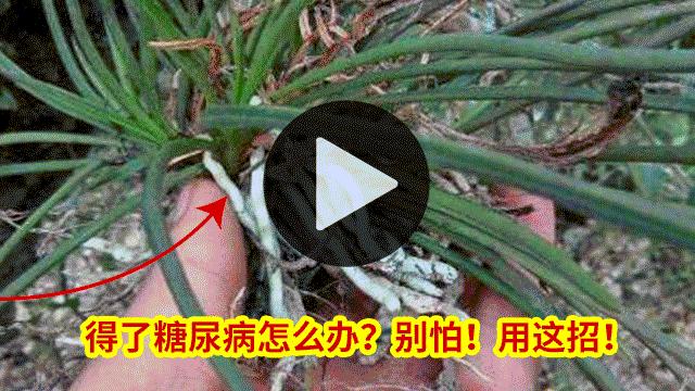 世界十大花卉排行榜名单,世界十大名贵花草