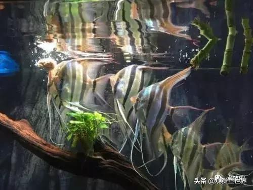 埃及观赏鱼的饲养要点,埃及神仙鱼的饲养技巧和方法