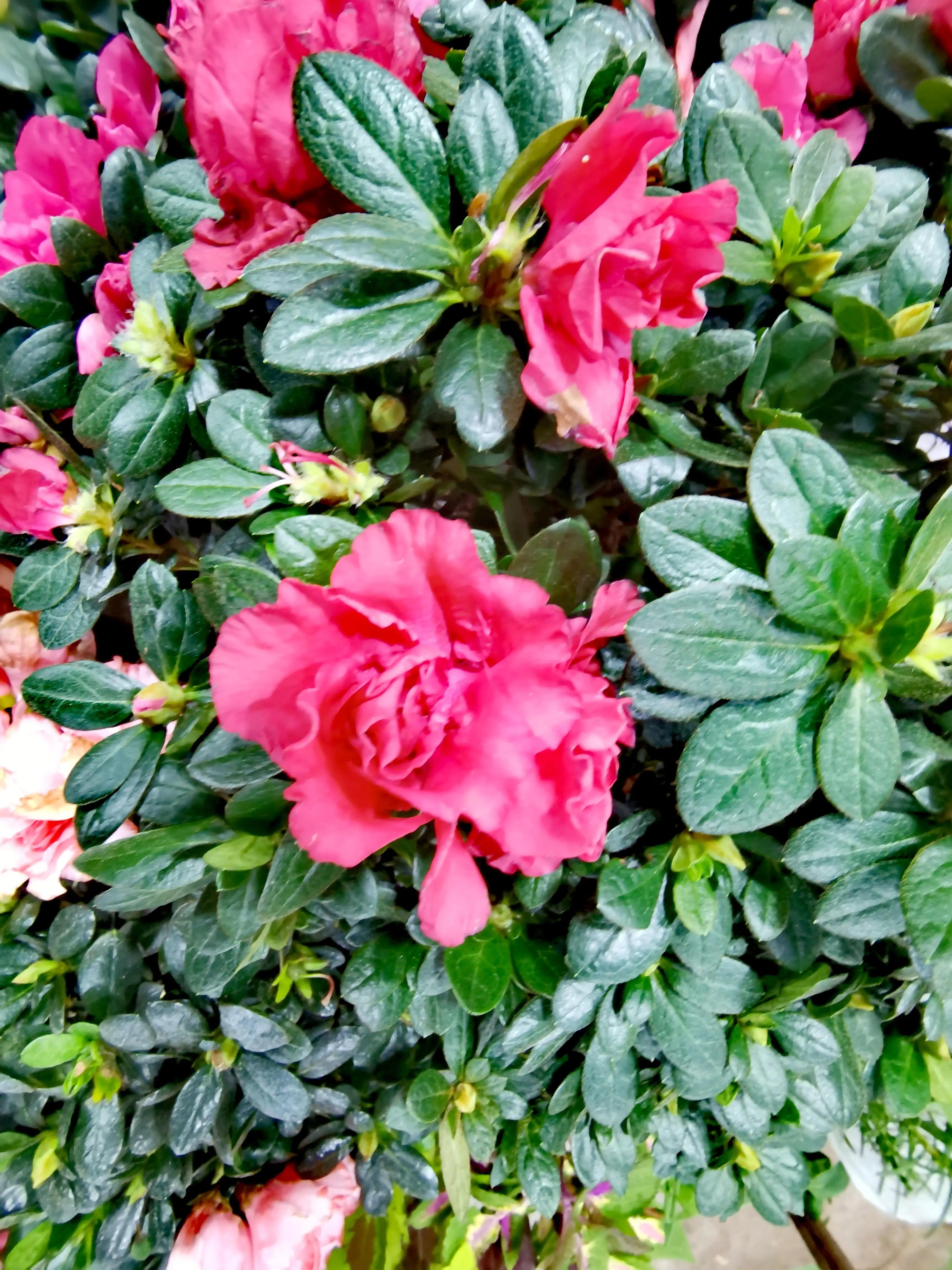 沈阳花卉市场搬哪去了,沈阳花卉市场批发各种绿植