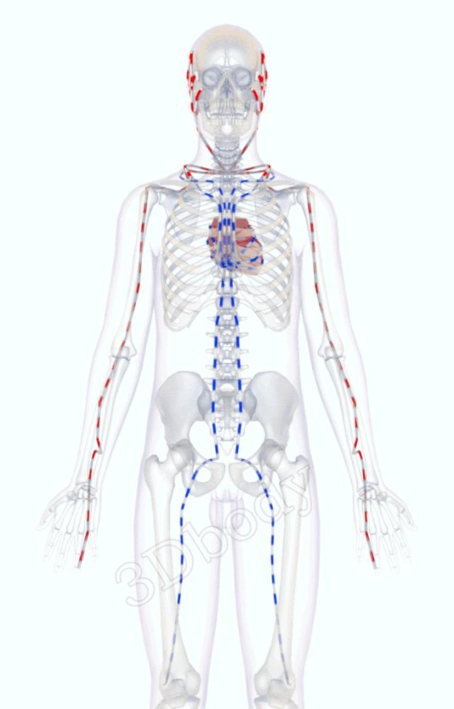 最新经络图精美3d动态循行图,经络3d动态循行图怎样制作