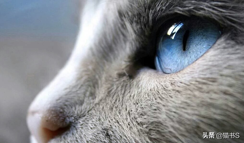 猫眼睛流泪怎么办？如何治疗、清理猫眼睛