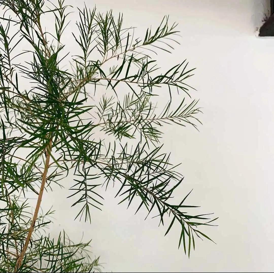 ins十大网红绿植,ins网红绿植大全