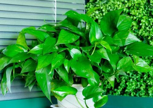 绿萝养殖营养液,绿萝的养殖方法和注意事项大全
