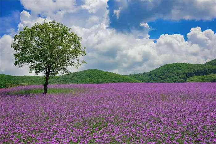 22℃的夏天丨河灯初上夜未央，花海骄艳扑鼻香，这就是富江