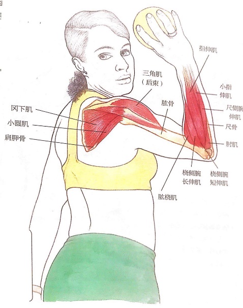 网友打羽球得网球肘用很多方法不见好，送他这套运动康复方案