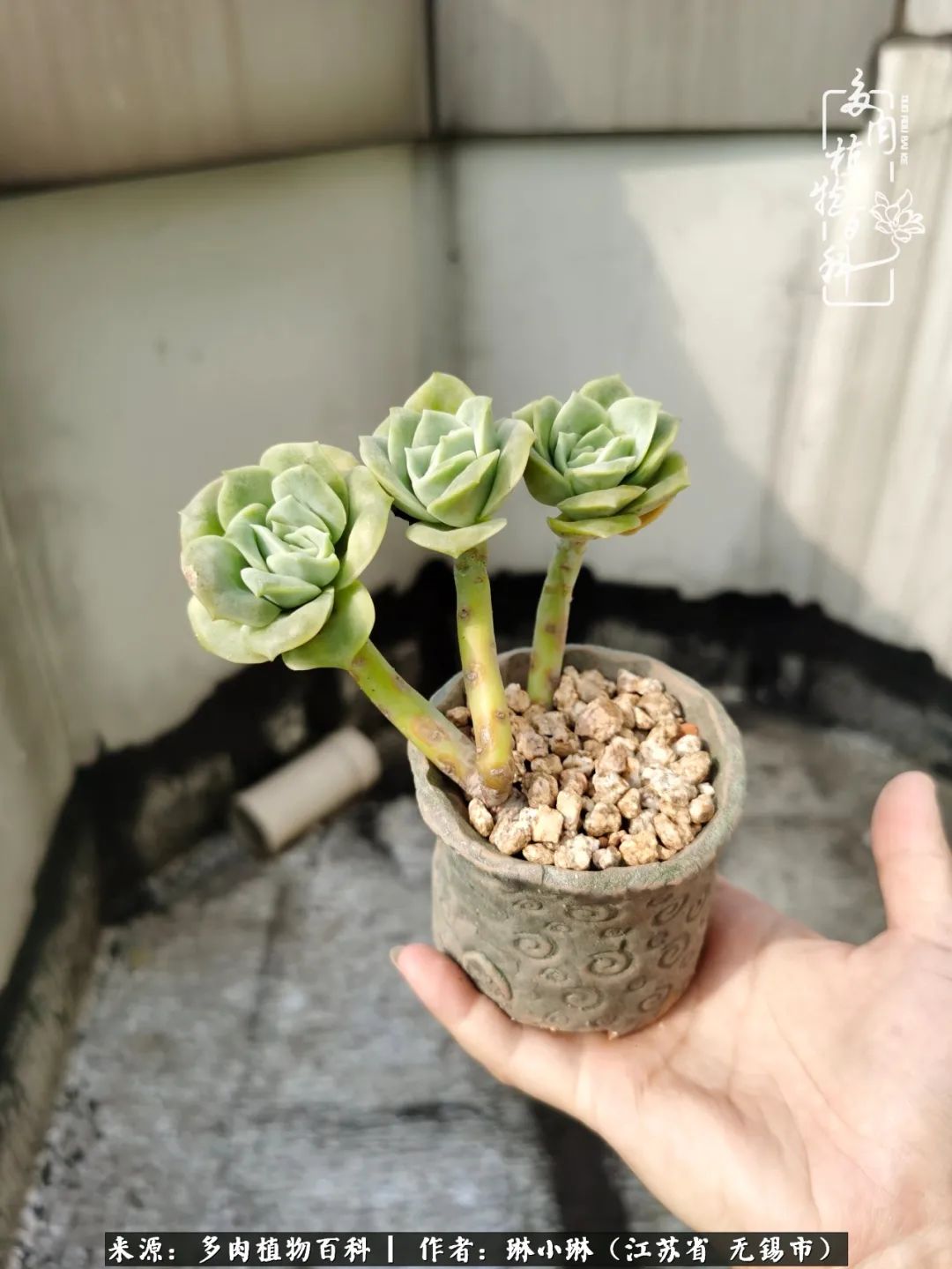 又到多肉变美时，一切都鼓励我积极向前