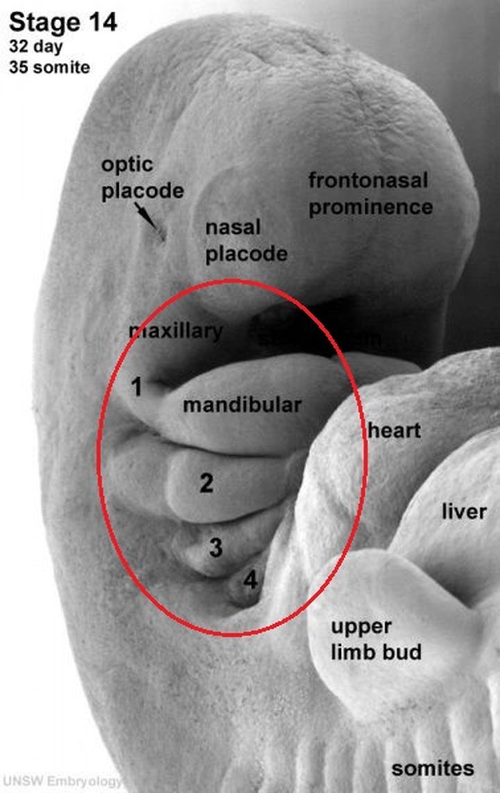 科学家说人是由鱼进化而来，那么现在人体内还保留着哪些证据呢？