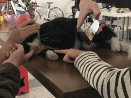 猫故事集,猫故事完整版