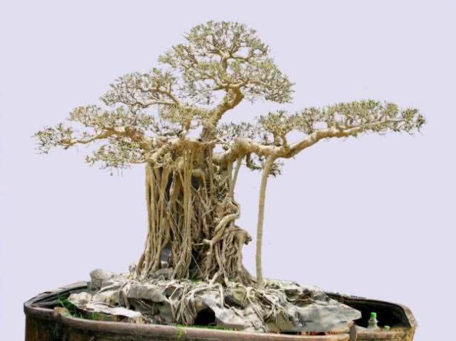 越南男子花两万买8吨巨木,越南价值280亿盆景