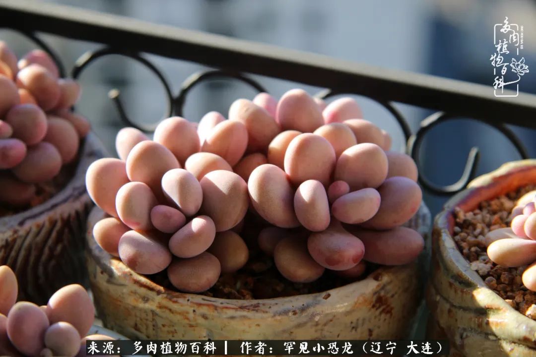 颗粒土除了种多肉还可以种什么,想养动物该怎么养