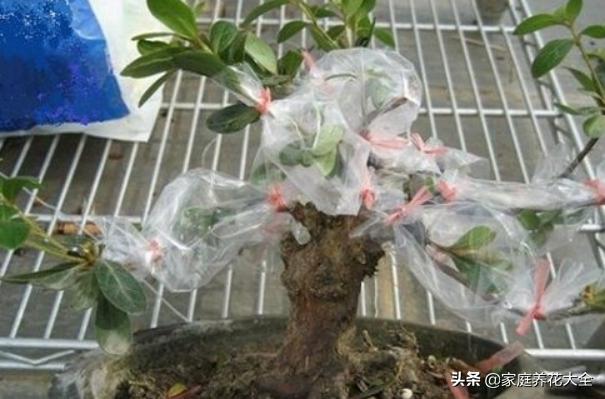 嫁接花卉的方法与技巧,成活率最高的花卉嫁接方法