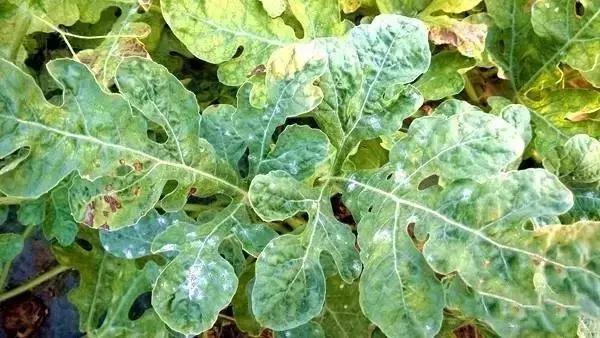 瓜类病害治疗药,瓜类主要病害有哪五条