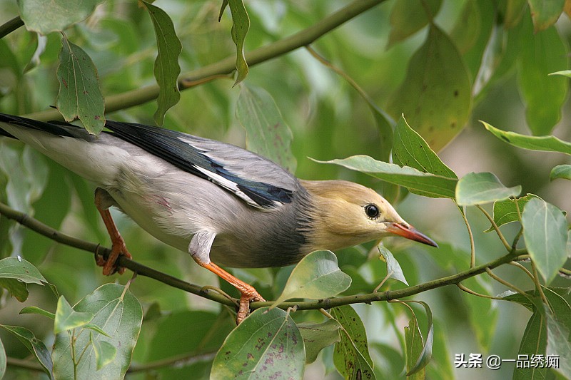 鸟类名字生僻字,带有鸟字的生僻字