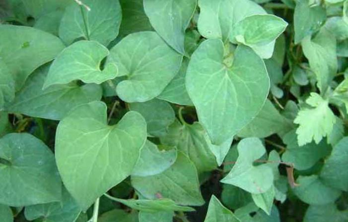 在农村创业赚钱项目是什么,藏在农村暴利小生意