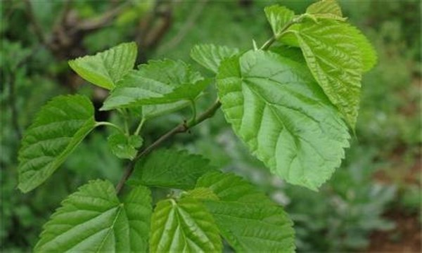 肝火太旺中医怎么治疗,肝火旺盛中药能调理吗