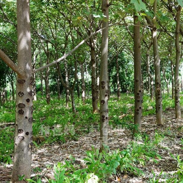 雪燕是什么做的,雪燕的最佳做法