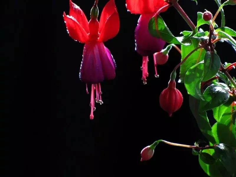 惊艳倒挂金钟,惊艳倒挂金钟图片