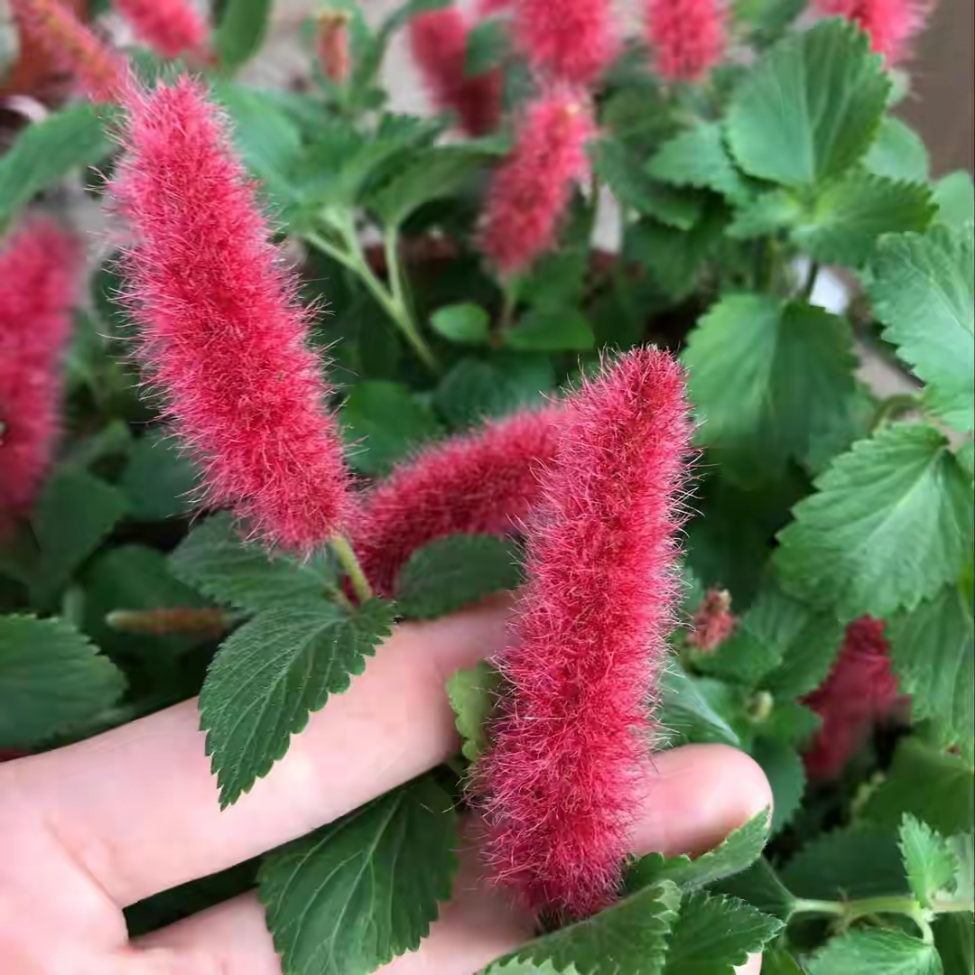 18种寓意好的花,18种花图片大全