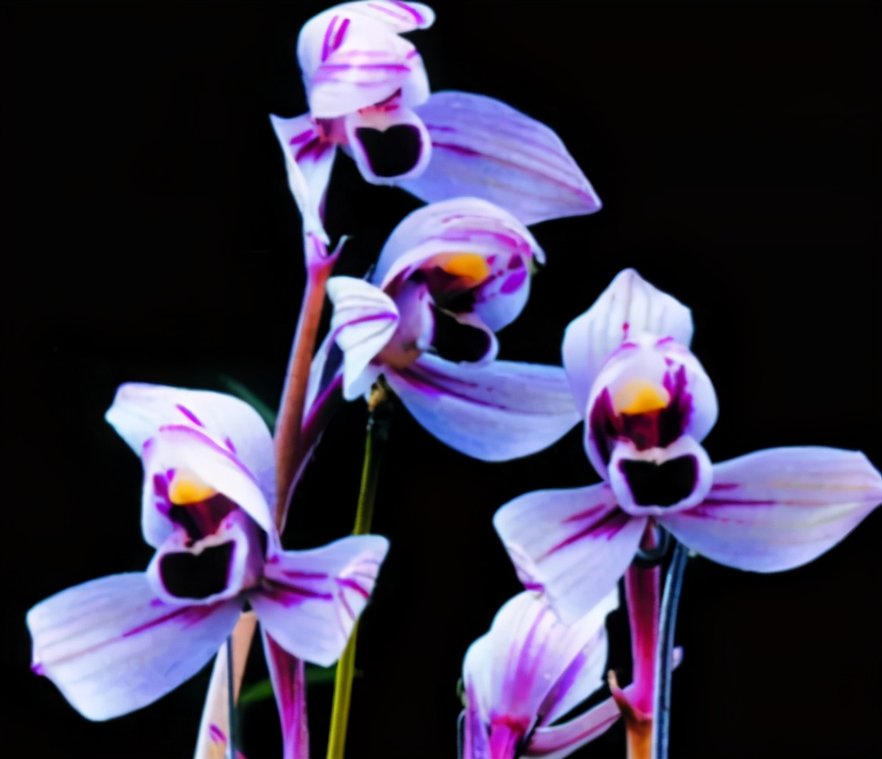 兰花品种香味,兰花界的新奇品种