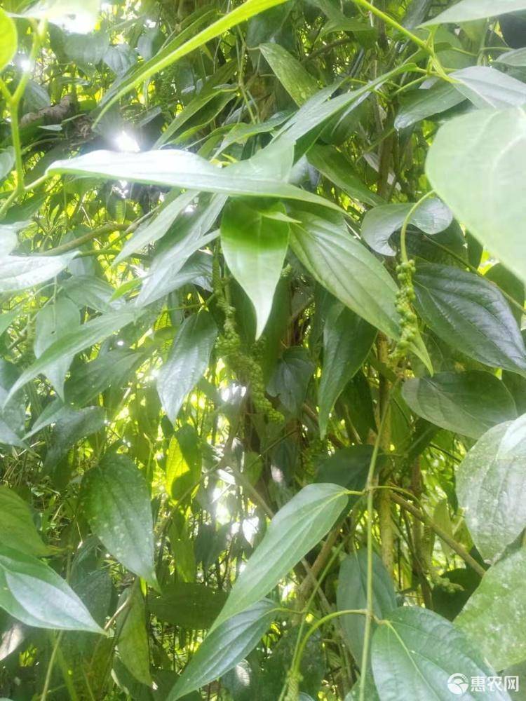 蕲蛇由来的趣味故事