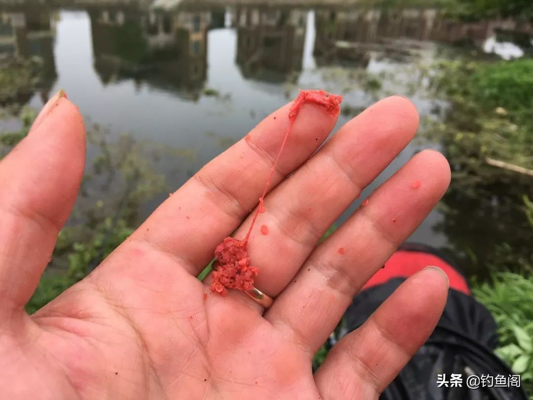 野钓两米麦穗鱼闹窝怎么办,野钓遇见麦穗鱼怎么办