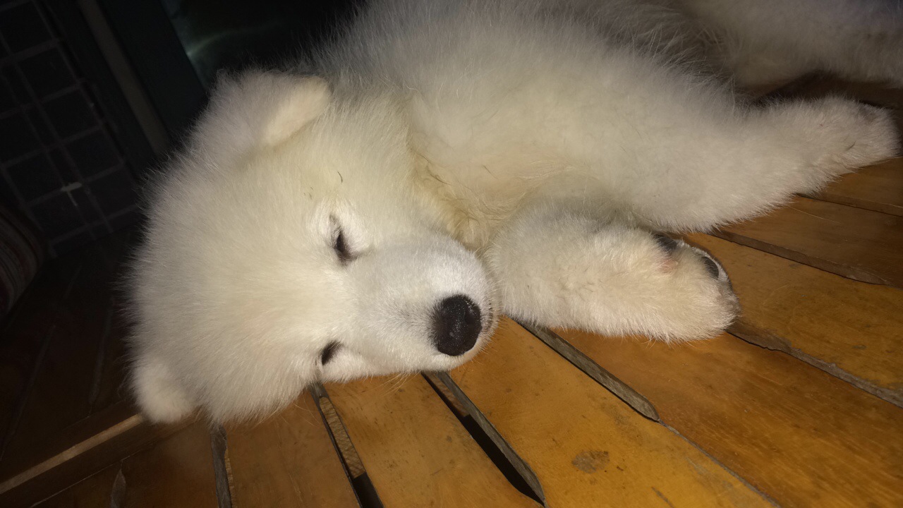 新手养狗便宜又能保护主人,新手养狗避雷事项