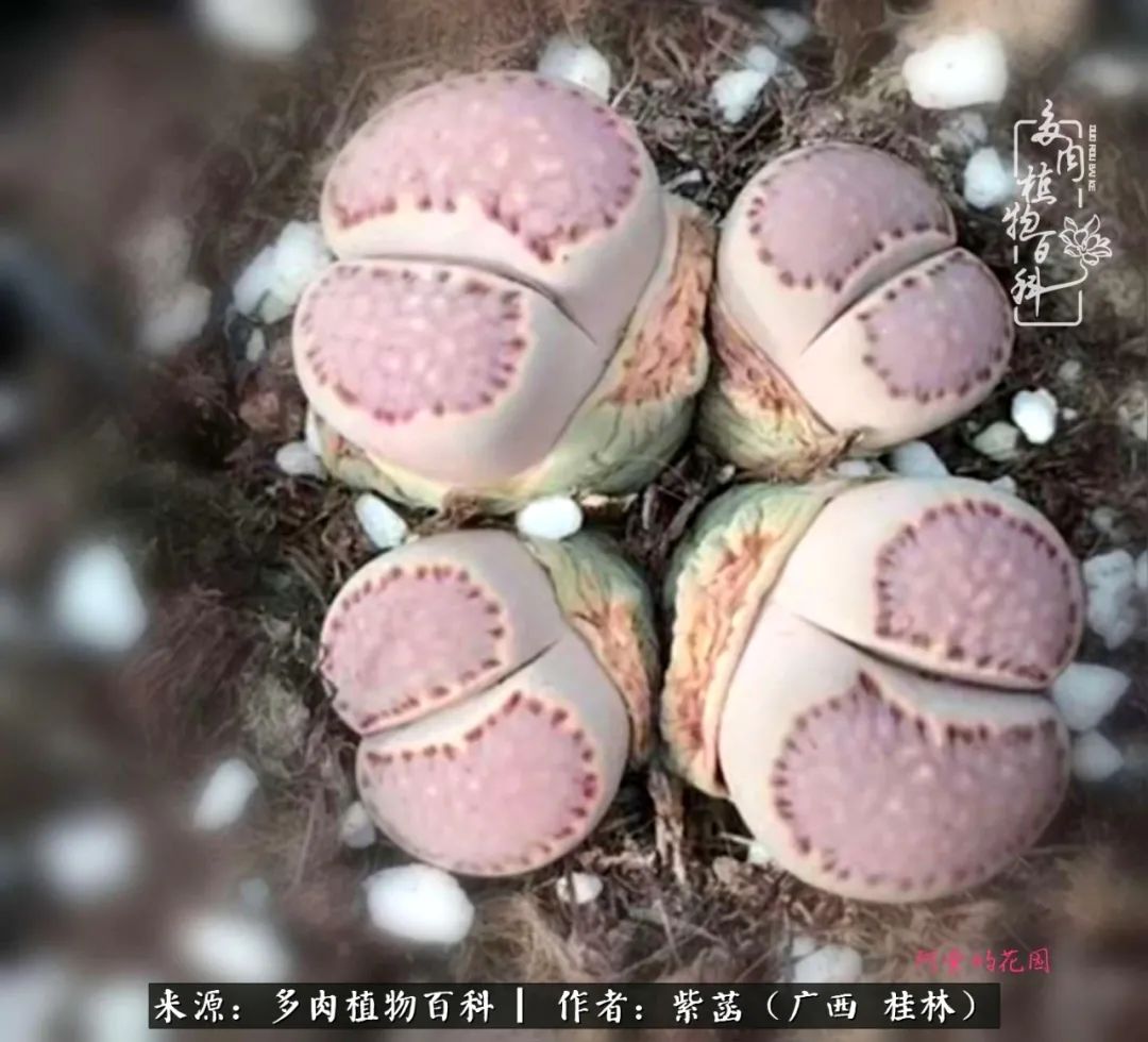 如何在夏天买的多肉度夏,多肉度夏好帮手