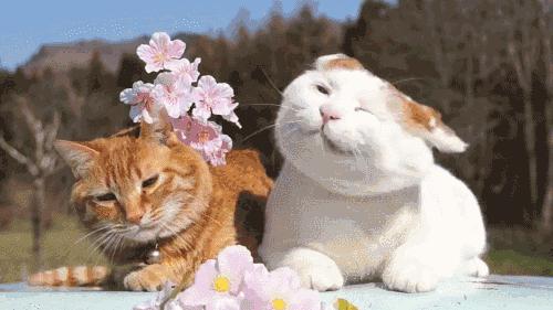 断奶回奶食物有哪些,断奶回奶食物